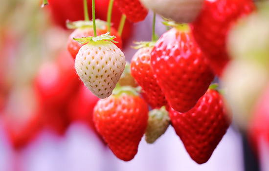 いつご来店いただいても焼きたてのパンを届けます