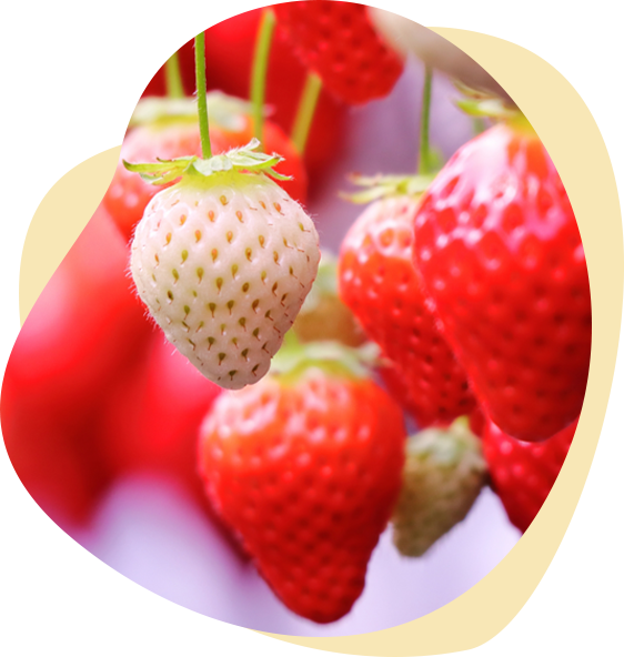 電気×観光農園で叶えたいこと